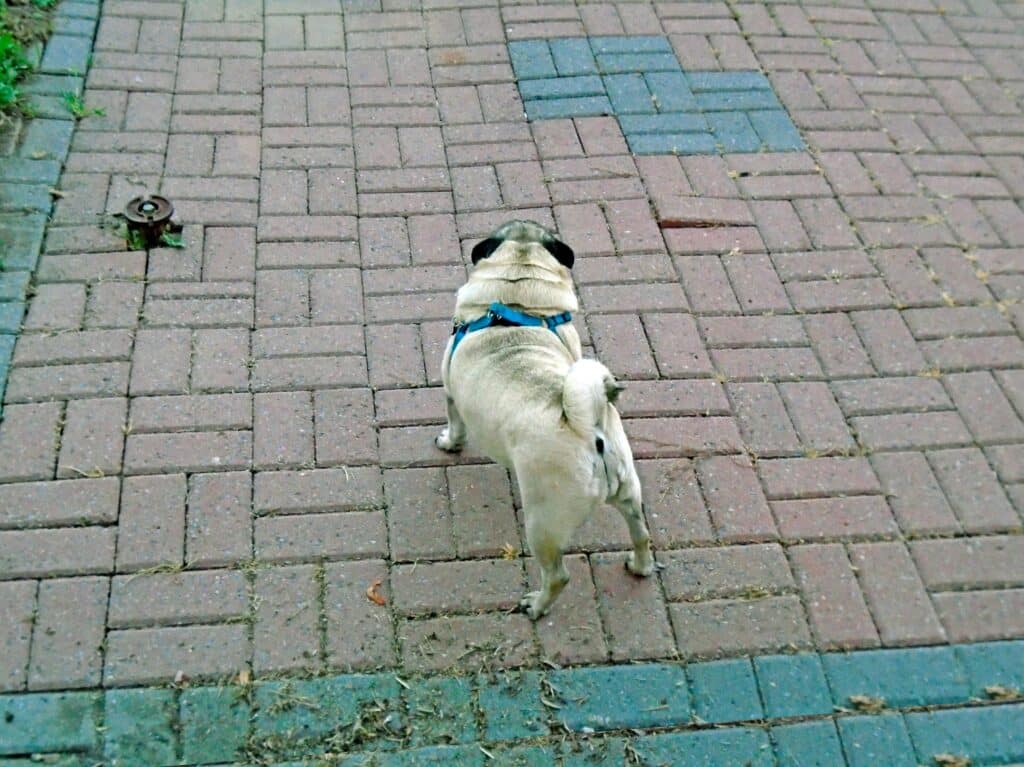 Pug on brick walkway with blue leash
