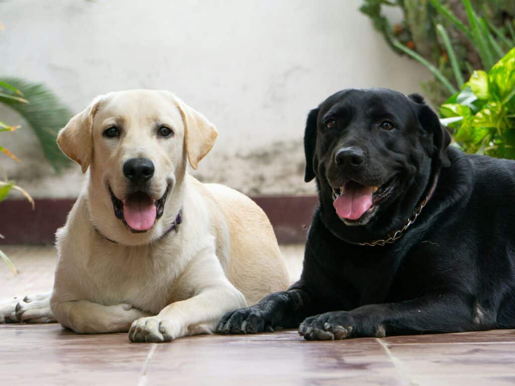 Smiling black and yellow Labrador retrievers lying down.