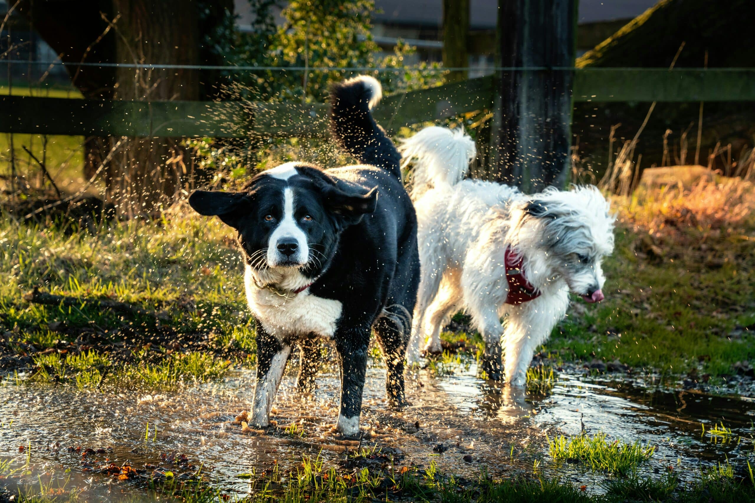 Two dogs playing in muddy water.