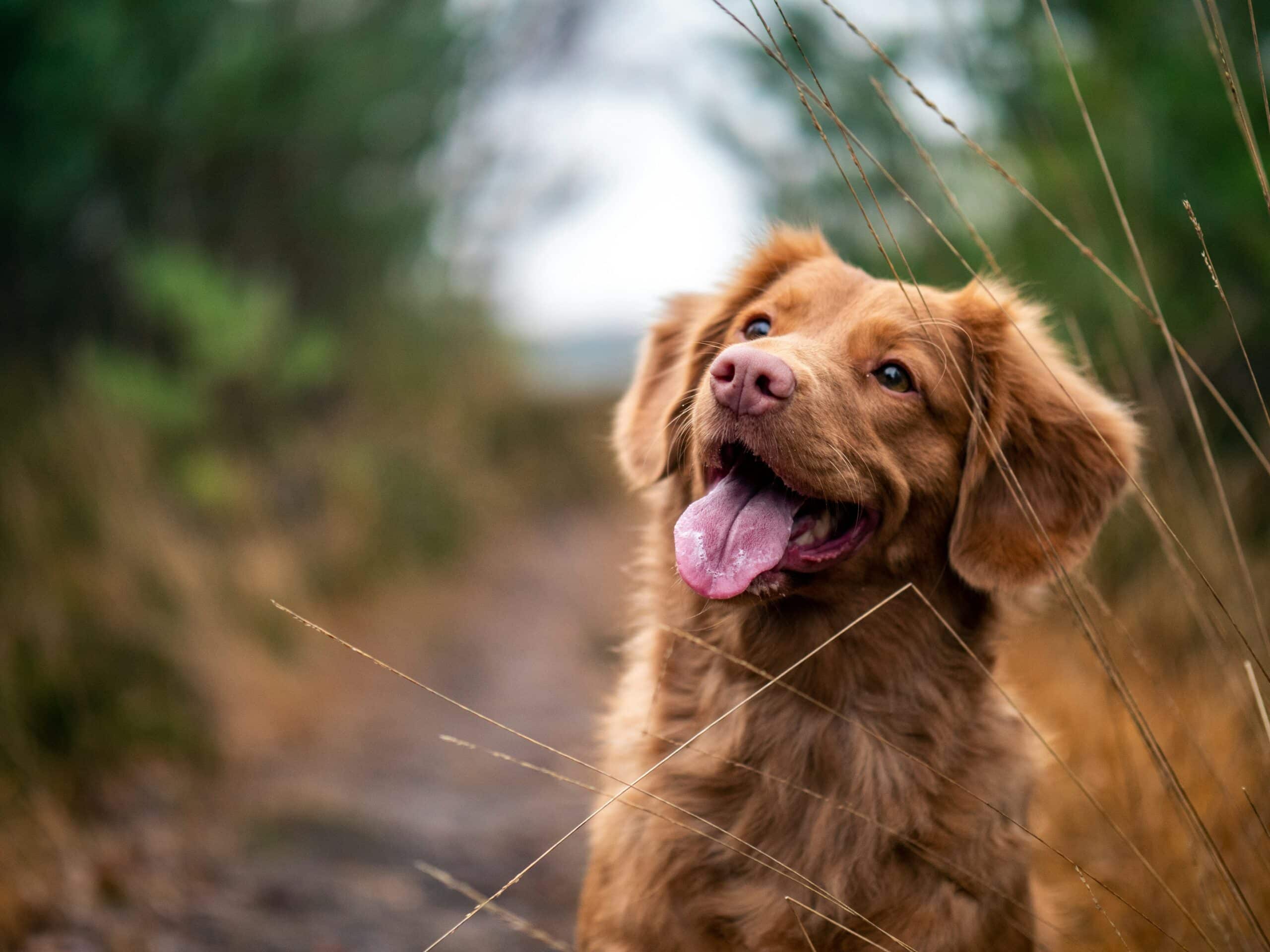 Happy brown dog on a nature walk