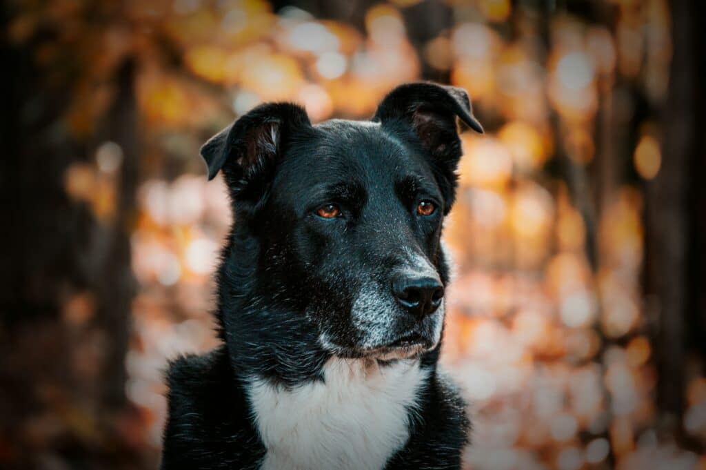Black dog with autumn background