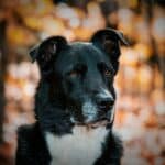 Black dog with autumn background