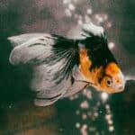 Colorful goldfish swimming in aquarium.