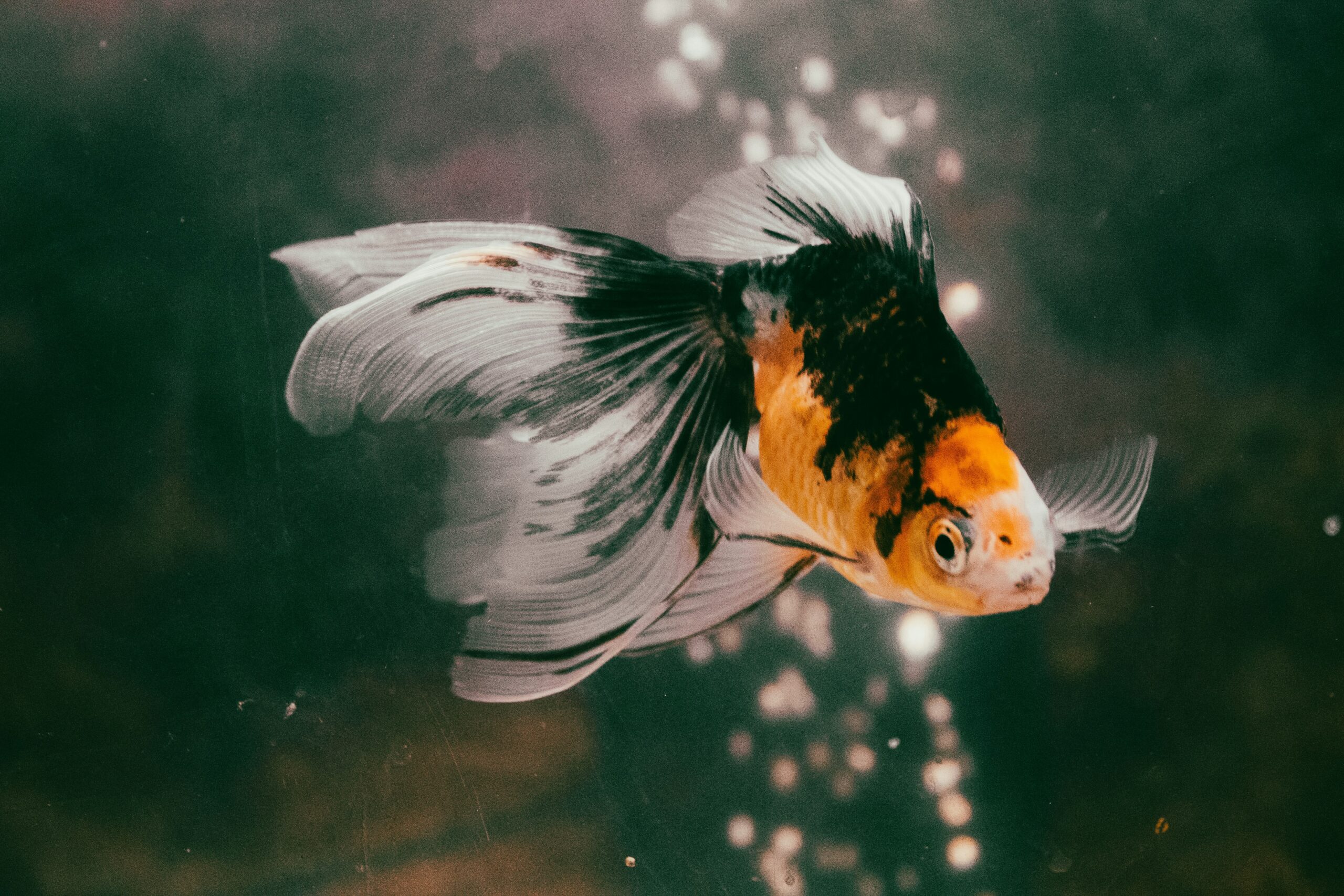 Colorful goldfish swimming in aquarium.