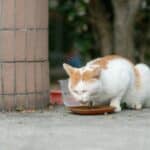 White and orange cat eating from dish outdoors.
