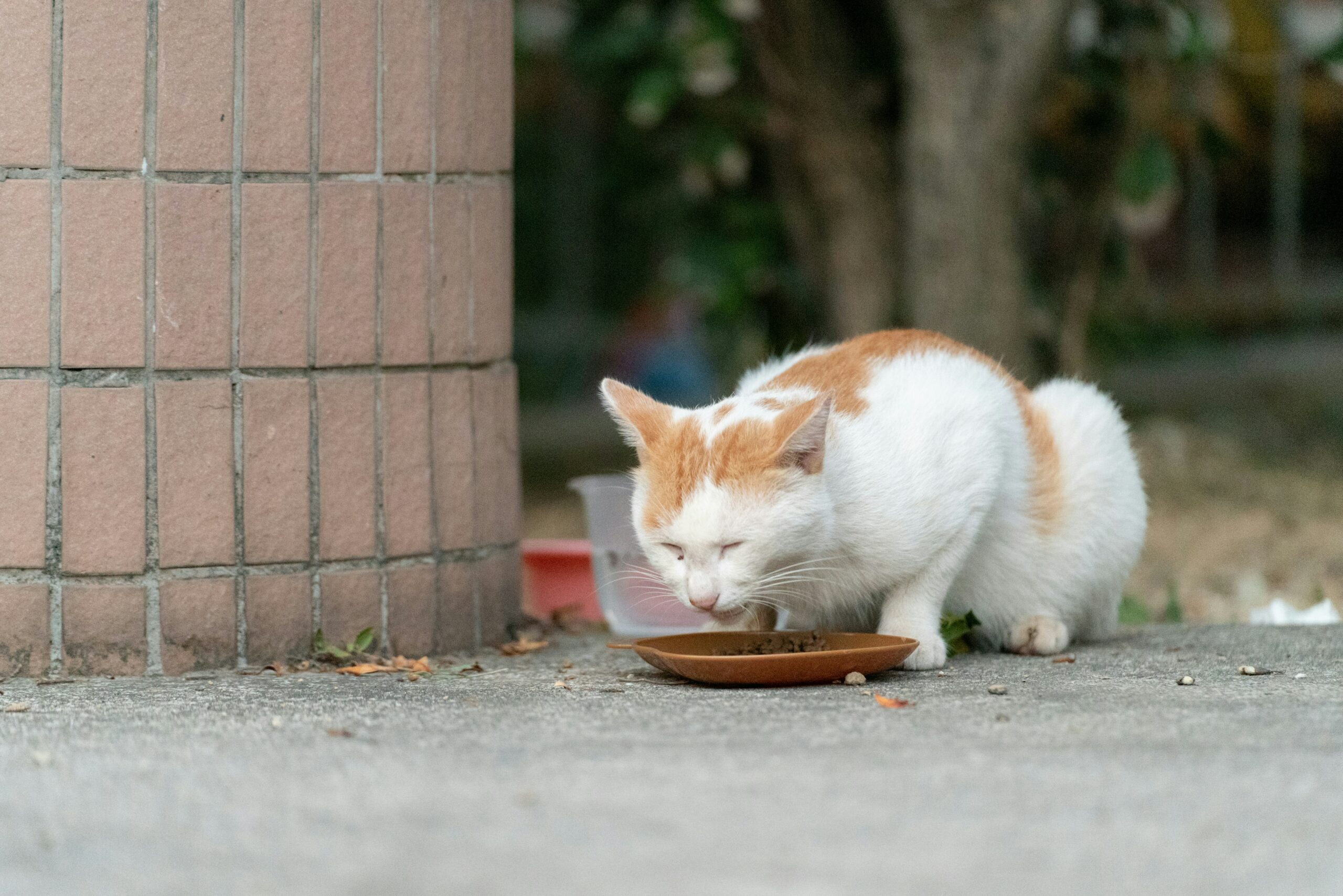 White and orange cat eating from dish outdoors.