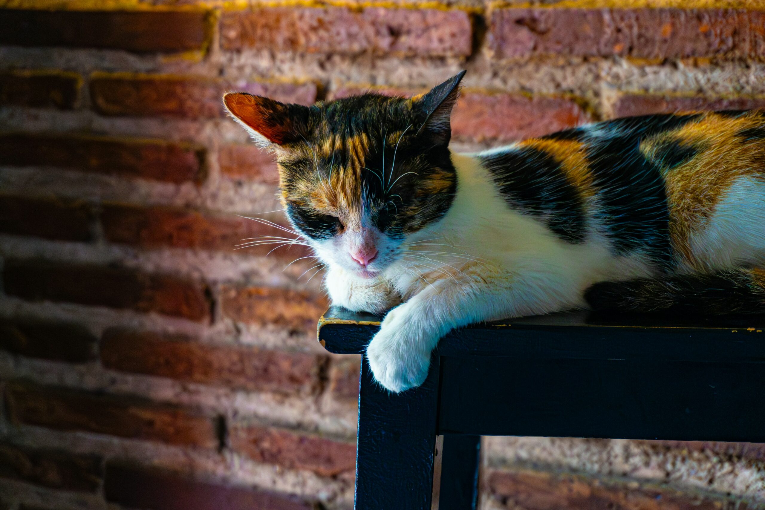 Calico cat sleeping on wooden chair.