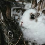 Shiba Inu wearing striped shirt outdoors