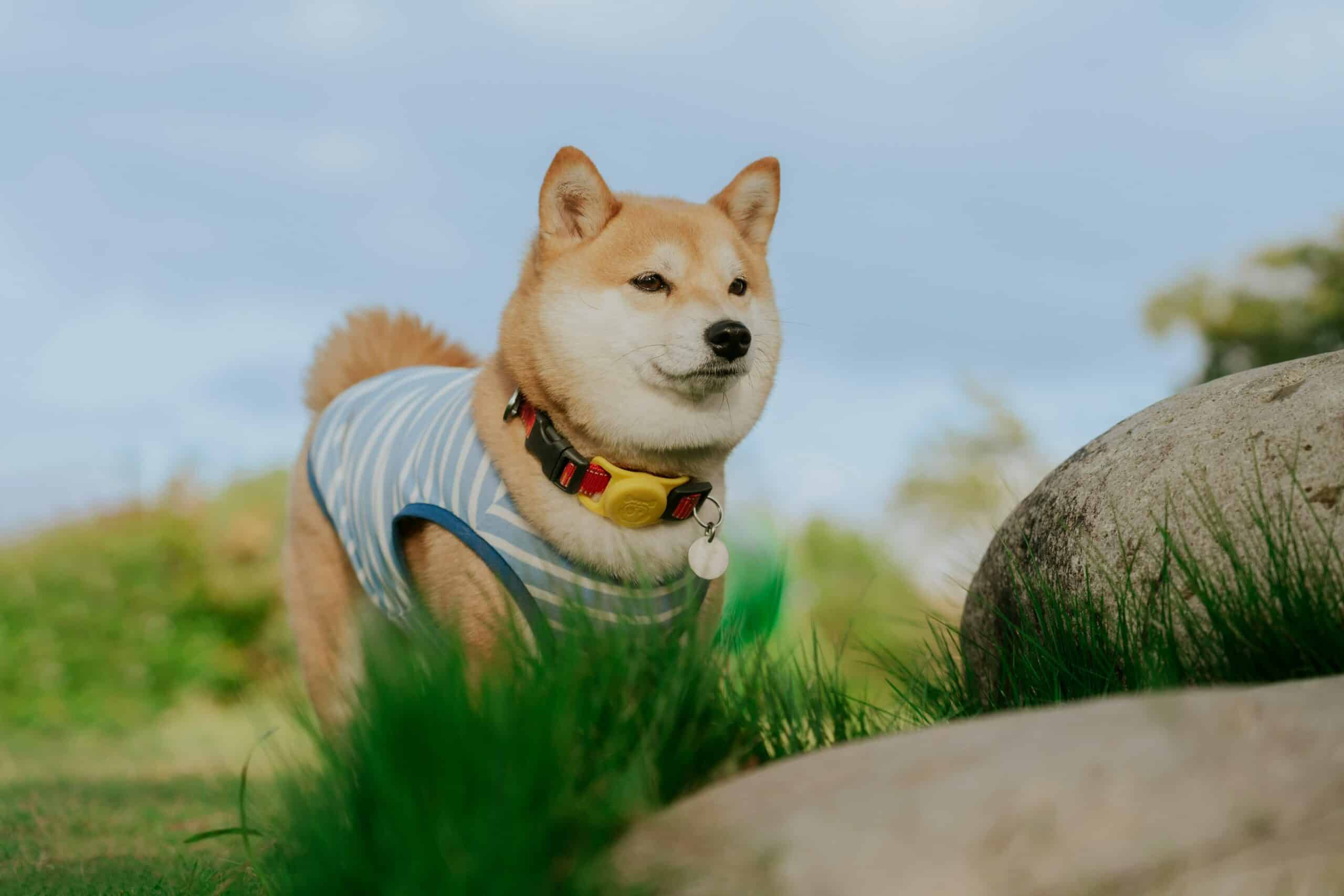 Shiba Inu wearing striped shirt outdoors