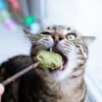 Cat eagerly eating green treat from stick.