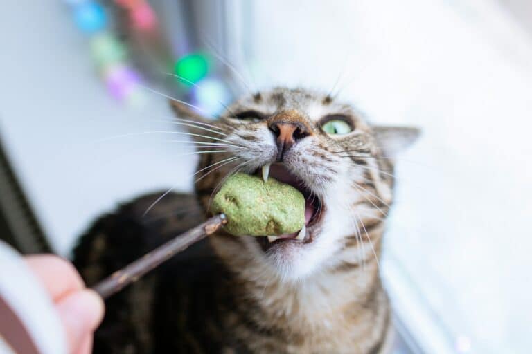 Cat eagerly eating green treat from stick.