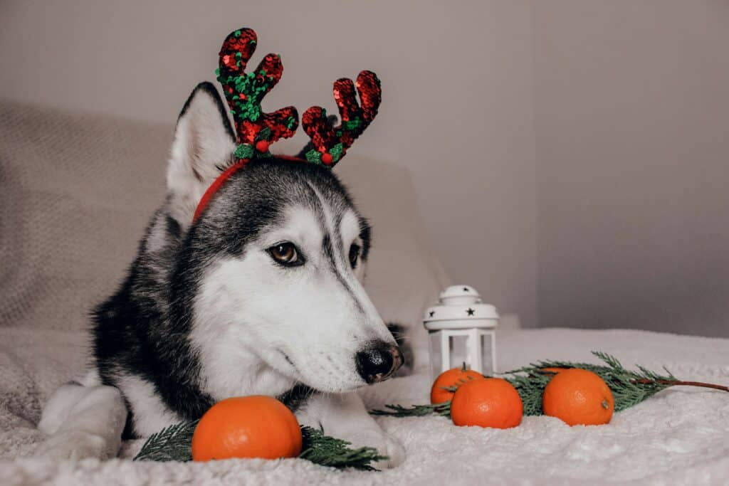 Husky with antlers, oranges, and lantern on bed.