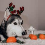 Husky with antlers, oranges, and lantern on bed.