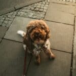 Happy dog sitting on paved sidewalk