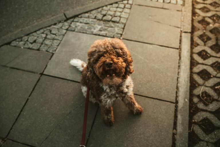 Happy dog sitting on paved sidewalk