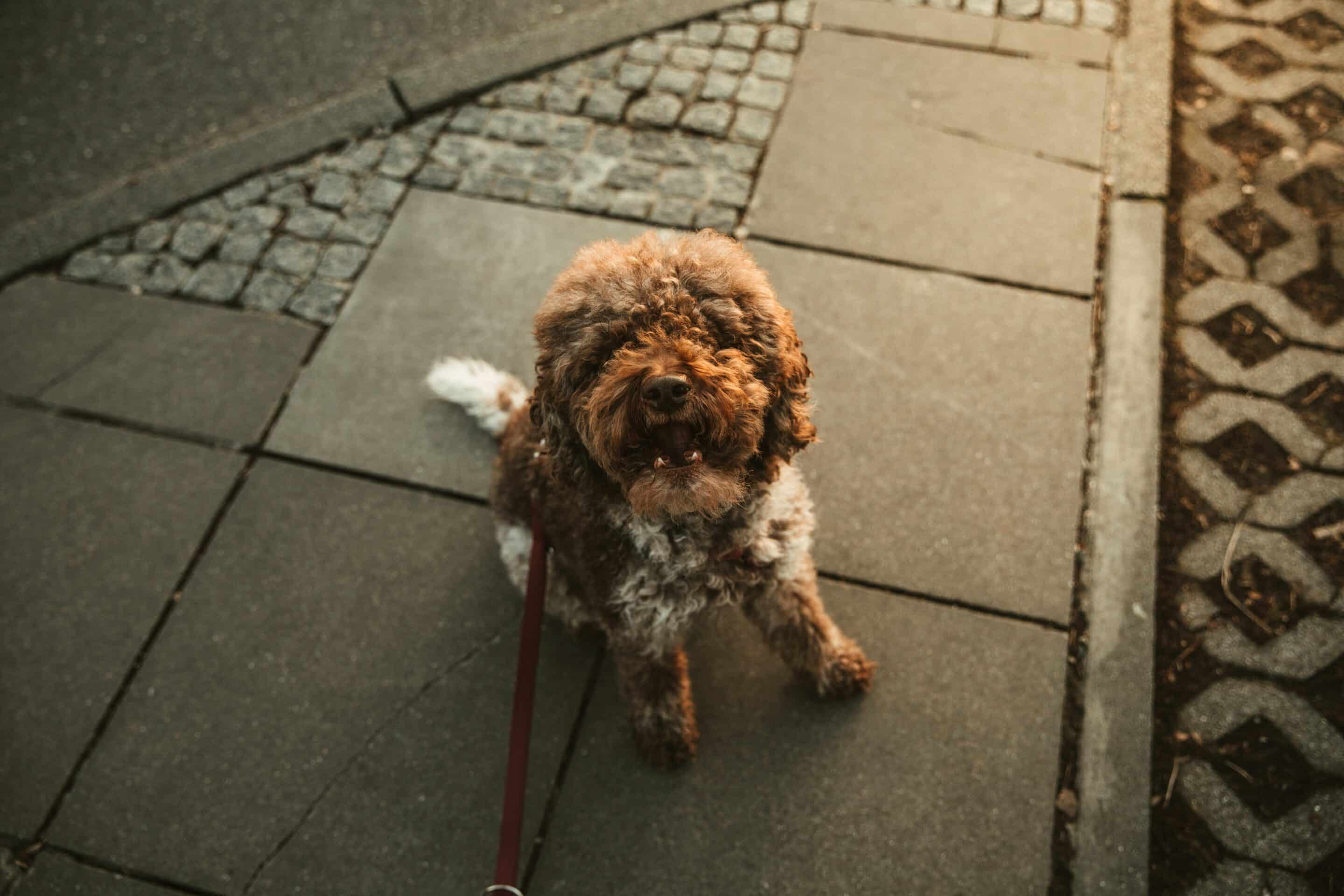 Happy dog sitting on paved sidewalk